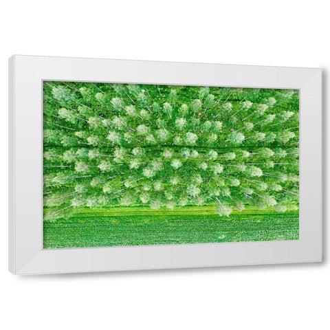 Finlandia-Savonlinna-forest White Modern Wood Framed Art Print by Molinari, Michele