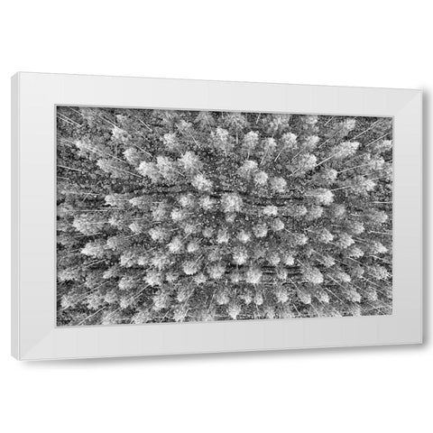 Finlandia-Savonlinna-forest White Modern Wood Framed Art Print by Molinari, Michele