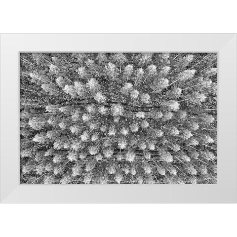 Finlandia-Savonlinna-forest White Modern Wood Framed Art Print by Molinari, Michele