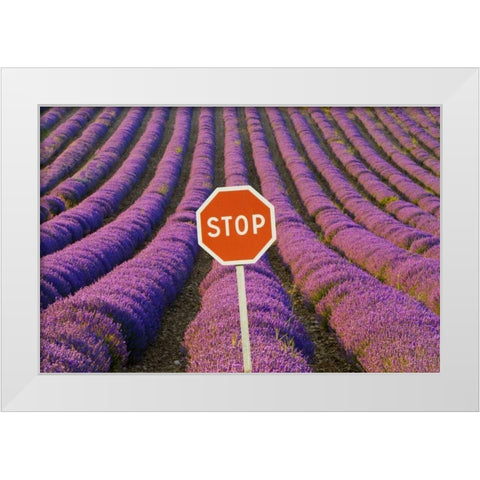 France, Provence Rows of lavender and stop sign White Modern Wood Framed Art Print by Zuckerman, Jim