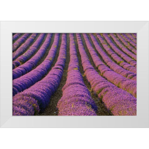 France, Provence Region Orderly rows of lavender White Modern Wood Framed Art Print by Zuckerman, Jim