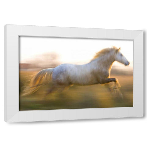 France, Provence White Camargue horse running White Modern Wood Framed Art Print by Zuckerman, Jim