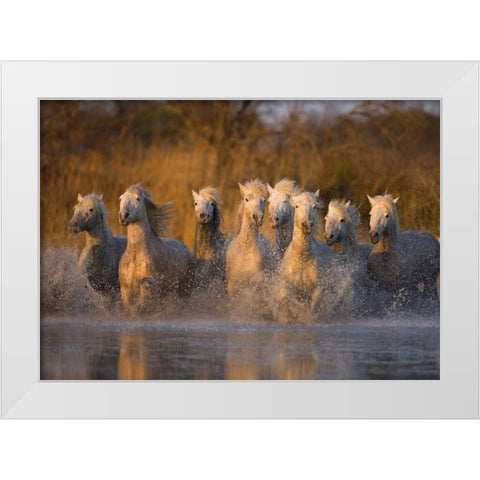 France, Provence White Camargue horses running White Modern Wood Framed Art Print by Zuckerman, Jim