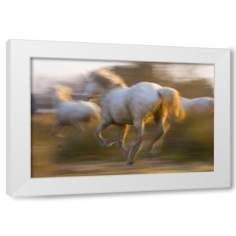 France, Provence White Camargue horses running White Modern Wood Framed Art Print by Zuckerman, Jim