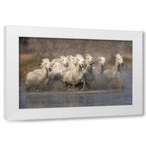 France, Provence White Camargue horses running White Modern Wood Framed Art Print by Zuckerman, Jim