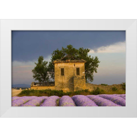 France, Provence Field of lavender and hut White Modern Wood Framed Art Print by Zuckerman, Jim