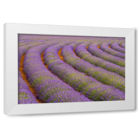 France, Provence region Curved rows of lavender White Modern Wood Framed Art Print by Zuckerman, Jim