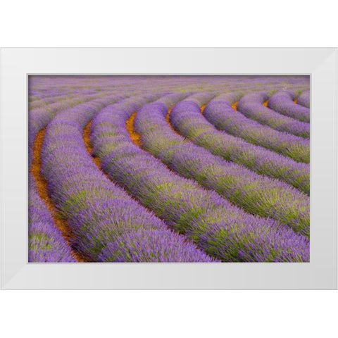France, Provence region Curved rows of lavender White Modern Wood Framed Art Print by Zuckerman, Jim