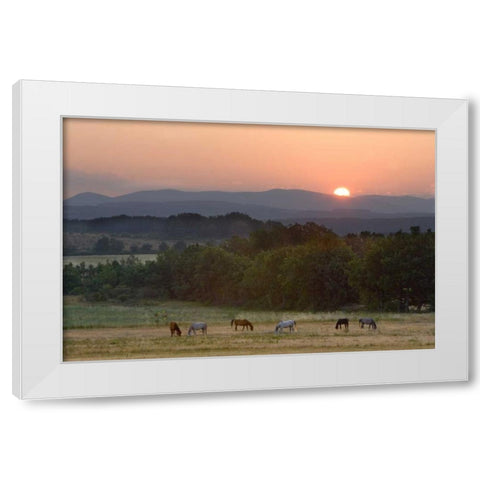France, Provence region Horses graze at sunrise White Modern Wood Framed Art Print by Zuckerman, Jim