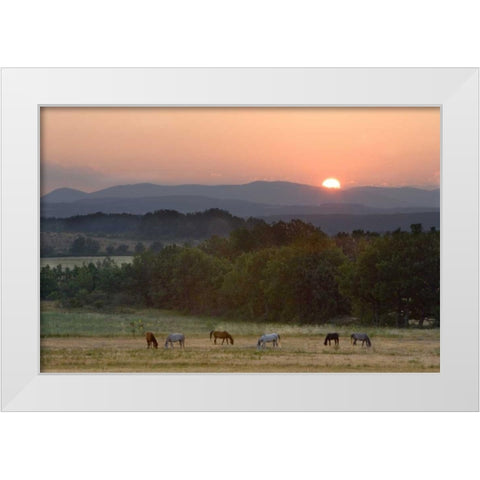 France, Provence region Horses graze at sunrise White Modern Wood Framed Art Print by Zuckerman, Jim
