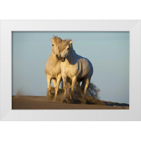 France, Provence Two white Camargue horses White Modern Wood Framed Art Print by Zuckerman, Jim