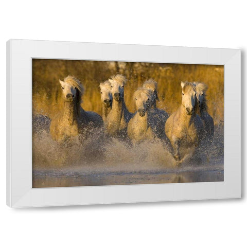 France, Provence White Camargue horses running White Modern Wood Framed Art Print by Zuckerman, Jim