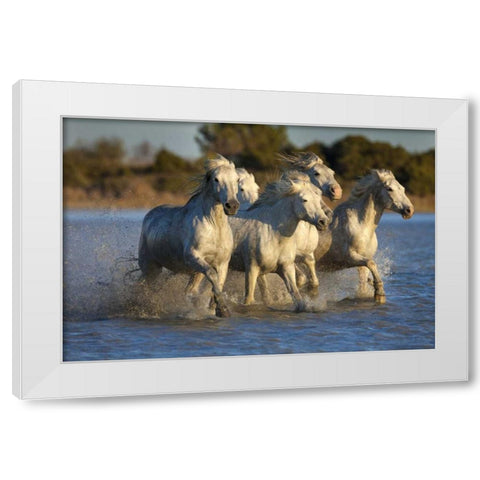 France, Provence White Camargue horses running White Modern Wood Framed Art Print by Zuckerman, Jim