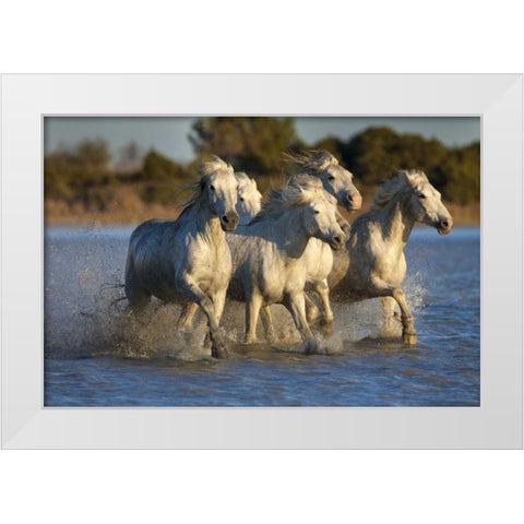 France, Provence White Camargue horses running White Modern Wood Framed Art Print by Zuckerman, Jim