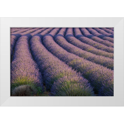 Europe, France Rows of lavender in Provence White Modern Wood Framed Art Print by Anon, Ellen