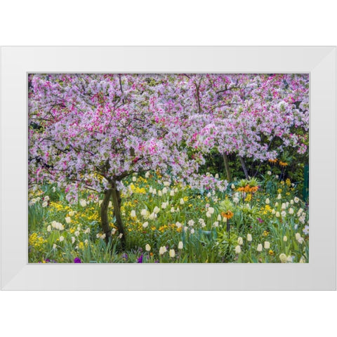 France, Giverny spring in Claude Monets garden White Modern Wood Framed Art Print by Needle, Charles