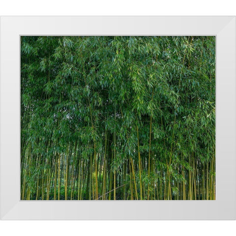 France-Giverny Bamboo forest in Monets Garden  White Modern Wood Framed Art Print by Jaynes Gallery
