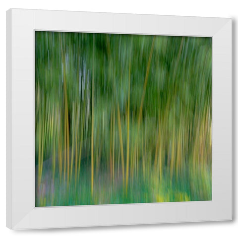 France-Giverny Abstract of bamboo forest in Monets Garden  White Modern Wood Framed Art Print by Jaynes Gallery