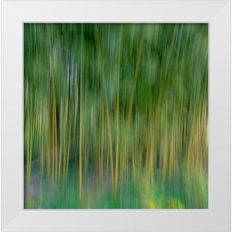 France-Giverny Abstract of bamboo forest in Monets Garden  White Modern Wood Framed Art Print by Jaynes Gallery