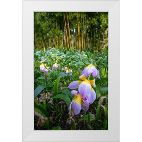France-Giverny Spring flowers and bamboo forest in Monets Garden  White Modern Wood Framed Art Print by Jaynes Gallery