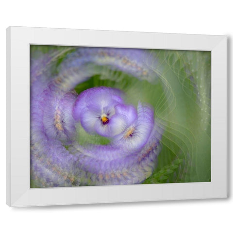 France-Giverny Abstract of purple pansy  White Modern Wood Framed Art Print by Jaynes Gallery