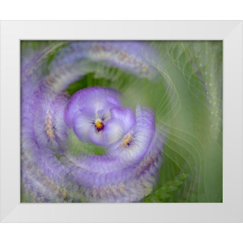 France-Giverny Abstract of purple pansy  White Modern Wood Framed Art Print by Jaynes Gallery