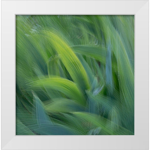 France-Giverny Abstract of green leaves  White Modern Wood Framed Art Print by Jaynes Gallery