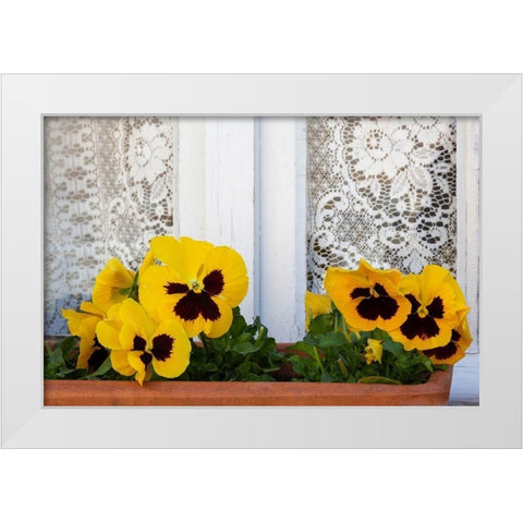 France-Giverny Yellow pansies and lace curtain  White Modern Wood Framed Art Print by Jaynes Gallery