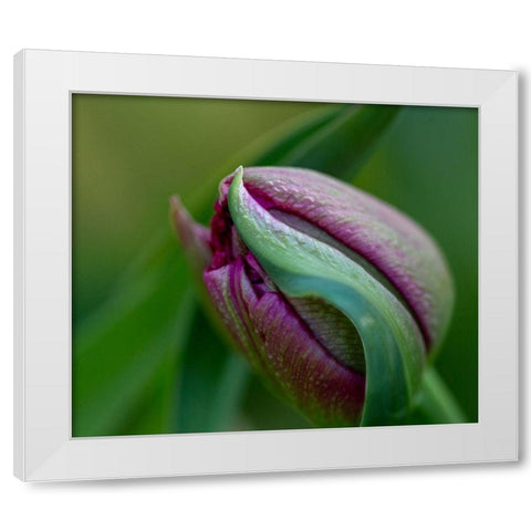 France-Giverny Close-up of purple tulip bud  White Modern Wood Framed Art Print by Jaynes Gallery