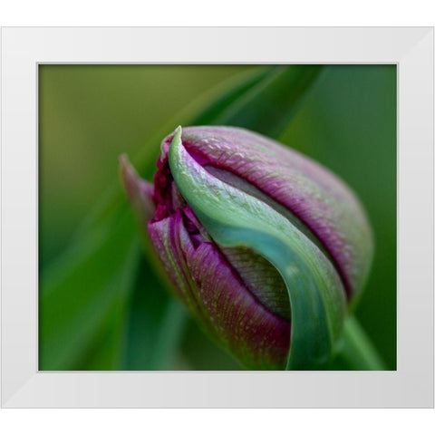 France-Giverny Close-up of purple tulip bud  White Modern Wood Framed Art Print by Jaynes Gallery