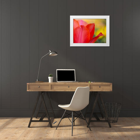 France-Giverny Close-up of red tulip petals  White Modern Wood Framed Art Print by Jaynes Gallery
