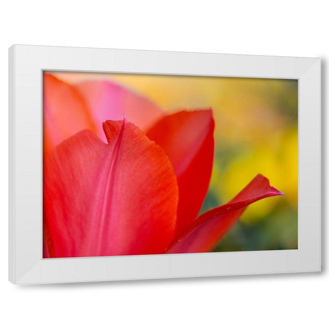 France-Giverny Close-up of red tulip petals  White Modern Wood Framed Art Print by Jaynes Gallery