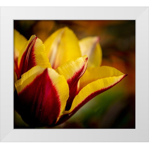 France-Giverny Close-up orange and yellow tulip petals  White Modern Wood Framed Art Print by Jaynes Gallery