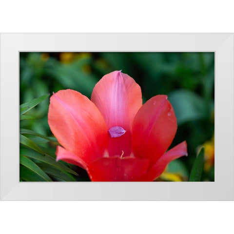 France-Giverny Close-up of tiny petal inside a red tulip  White Modern Wood Framed Art Print by Jaynes Gallery