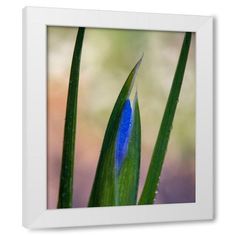 France-Giverny Close-up of emerging purple iris  White Modern Wood Framed Art Print by Jaynes Gallery