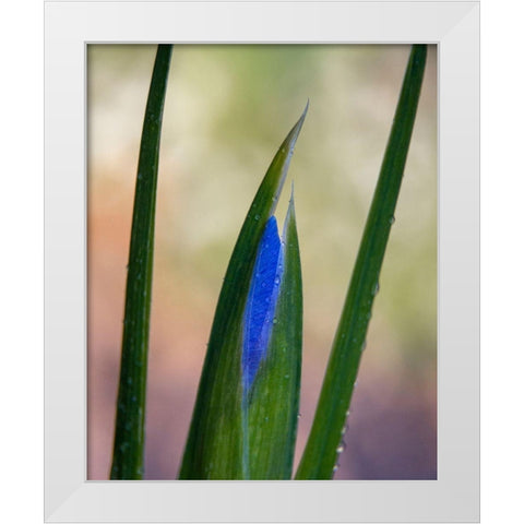France-Giverny Close-up of emerging purple iris  White Modern Wood Framed Art Print by Jaynes Gallery