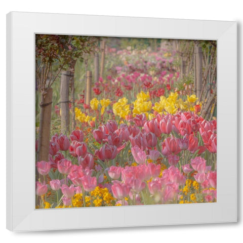 France-Giverny Tulips in Monets Garden  White Modern Wood Framed Art Print by Jaynes Gallery
