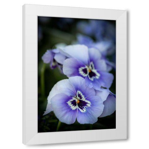 France-Giverny Close-up of purple pansies  White Modern Wood Framed Art Print by Jaynes Gallery