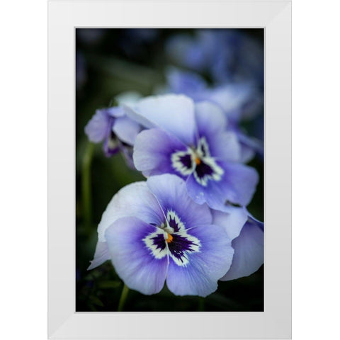 France-Giverny Close-up of purple pansies  White Modern Wood Framed Art Print by Jaynes Gallery