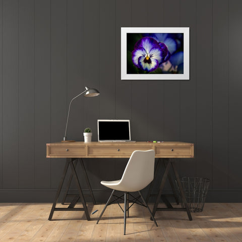 France-Giverny Close-up of purple pansies  White Modern Wood Framed Art Print by Jaynes Gallery