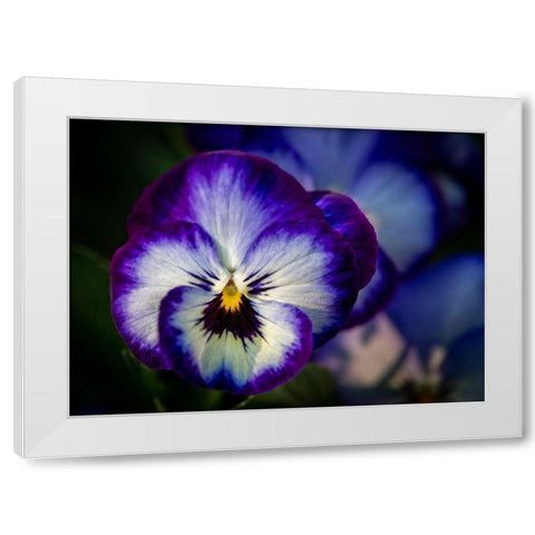 France-Giverny Close-up of purple pansies  White Modern Wood Framed Art Print by Jaynes Gallery