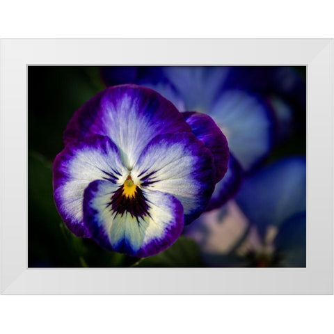 France-Giverny Close-up of purple pansies  White Modern Wood Framed Art Print by Jaynes Gallery