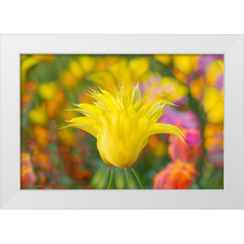 France-Giverny Impression of flowers in Monets Garden  White Modern Wood Framed Art Print by Jaynes Gallery