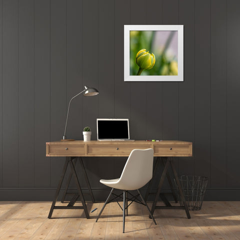 France-Giverny Close-up of a yellow tulip bud in Monets Garden  White Modern Wood Framed Art Print by Jaynes Gallery