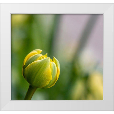 France-Giverny Close-up of a yellow tulip bud in Monets Garden  White Modern Wood Framed Art Print by Jaynes Gallery