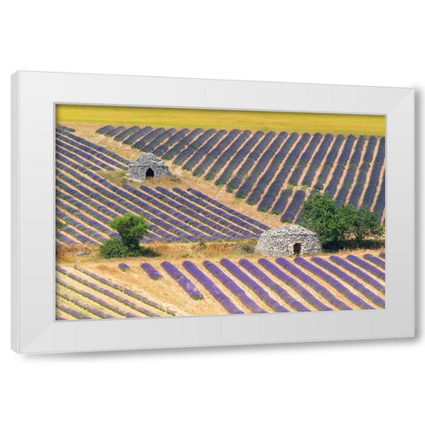 Europe-France-Provence-Lavender field and stone huts in Sault Plateau White Modern Wood Framed Art Print by Jaynes Gallery
