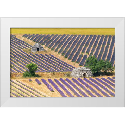 Europe-France-Provence-Lavender field and stone huts in Sault Plateau White Modern Wood Framed Art Print by Jaynes Gallery