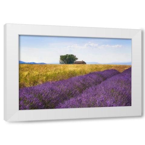 Europe-France-Provence-Valensole Plateau-Lavender and wheat crops with tree and house White Modern Wood Framed Art Print by Jaynes Gallery