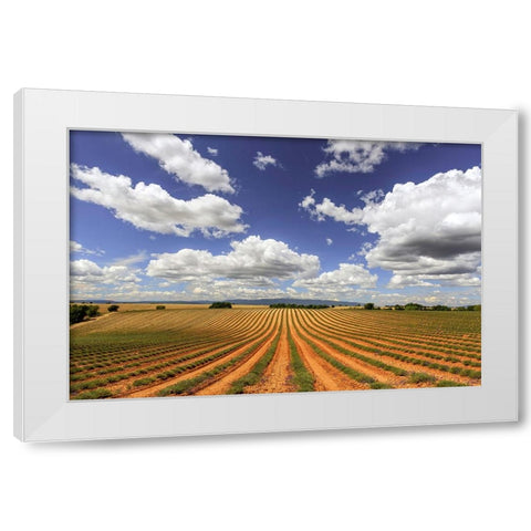 Europe-France-Provence-Valensole Plateau-Harvested lavender fields White Modern Wood Framed Art Print by Jaynes Gallery