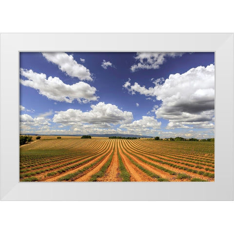 Europe-France-Provence-Valensole Plateau-Harvested lavender fields White Modern Wood Framed Art Print by Jaynes Gallery